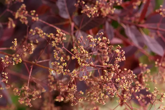 スモークツリーの種類（原種、品種）｜植物図鑑｜みんなの趣味の園芸