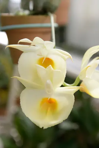 カタセタムの種類（原種、品種）｜植物図鑑｜みんなの趣味の園芸（NHK