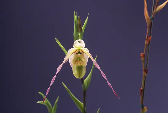 フラグミペディウムの種類（原種、品種）｜植物図鑑｜みんなの趣味の
