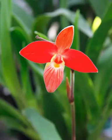 フラグミペディウムの種類（原種、品種）｜植物図鑑｜みんなの趣味の