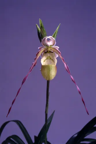 フラグミペディウムの種類（原種、品種）｜植物図鑑｜みんなの趣味の