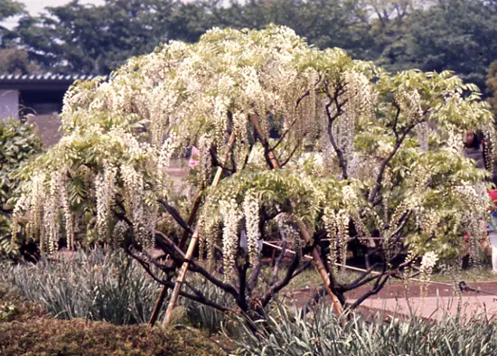 フジ（藤）とは｜育て方がわかる植物図鑑｜みんなの趣味の園芸（NHK出版）