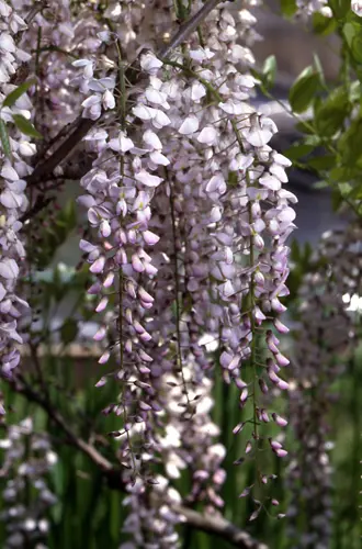 フジ（藤）の種類（原種、品種）｜植物図鑑｜みんなの趣味の園芸（NHK