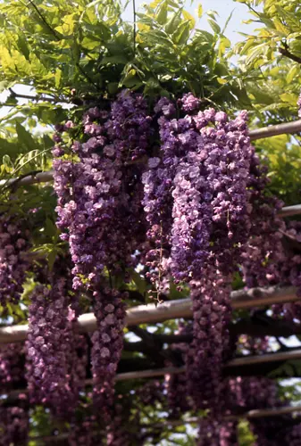 フジ（藤）とは｜育て方がわかる植物図鑑｜みんなの趣味の園芸（NHK出版）