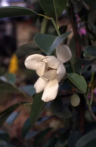 ✴️ 春と秋の2回咲く！✴️ 2期咲きカラタネオガタマ ✴️ 甘い香り ✴️ トウオガタマ (カラタネオガタマ） | 山科植物資料館