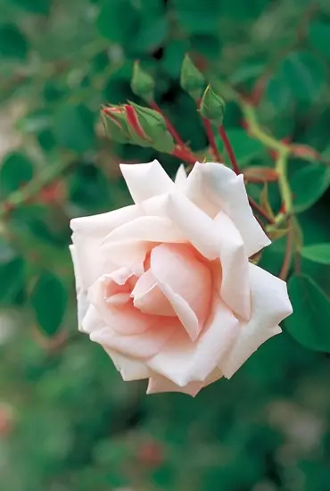 バラ（つるバラ）の種類（原種、品種）｜植物図鑑｜みんなの趣味の園芸