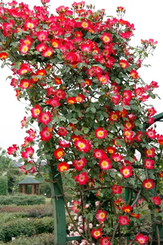 バラ（つるバラ）の種類（原種、品種）｜植物図鑑｜みんなの趣味の園芸