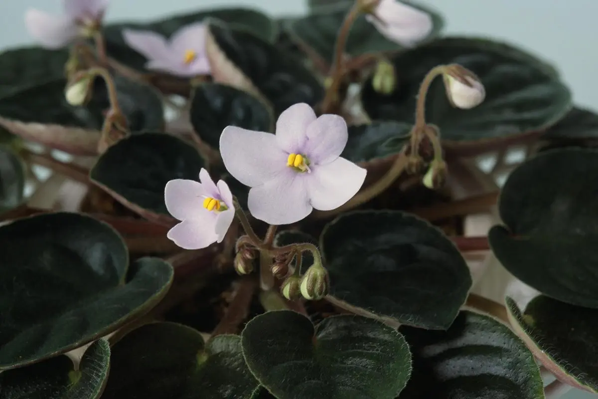 セントポーリアの種類（原種、品種）｜植物図鑑｜みんなの趣味の園芸