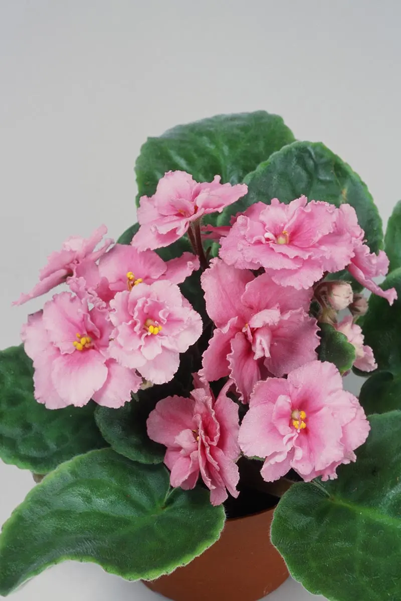 セントポーリアの種類（原種、品種）｜植物図鑑｜みんなの趣味の園芸