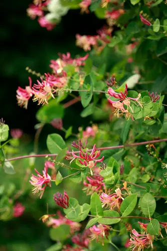 ツキヌキニンドウ（ロニセラ）の種類（原種、品種）｜植物図鑑