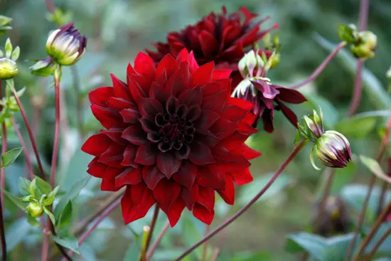 ダリアとは｜育て方がわかる植物図鑑｜みんなの趣味の園芸（NHK出版）
