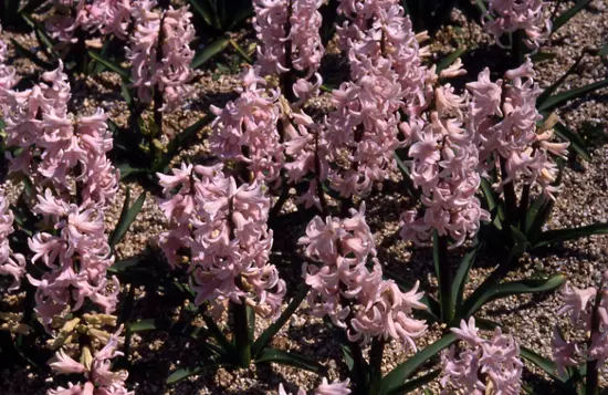 ヒアシンス（ヒヤシンス）の種類（原種、品種）｜植物図鑑｜みんなの