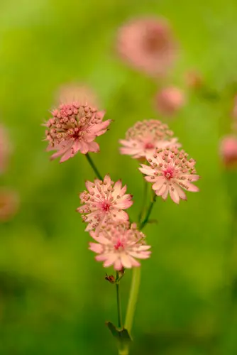 アストランティアの種類（原種、品種）｜植物図鑑｜みんなの趣味の園芸