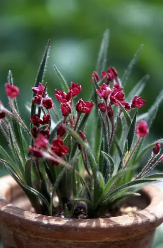 アッツザクラの種類（原種、品種）｜植物図鑑｜みんなの趣味の園芸