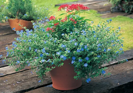 アメリカンブルー様 アメリカンブルーの育て方や栽培のコツ｜株式会社ハイポネックスジャパン