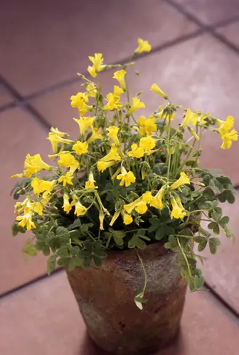 オキザリスとは｜育て方がわかる植物図鑑｜みんなの趣味の園芸（NHK出版）