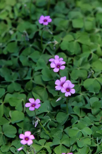 オキザリスの種類（原種、品種）｜植物図鑑｜みんなの趣味の園芸（NHK