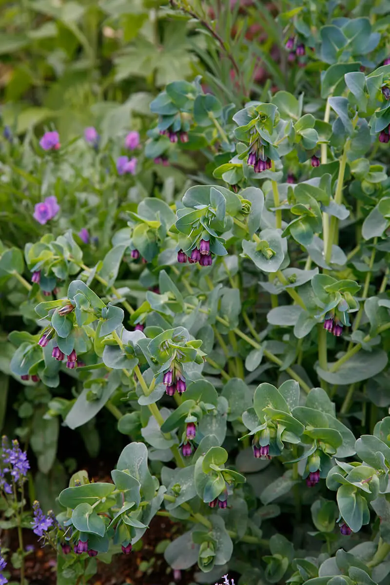 セリンセ・マヨールの種類（原種、品種）｜植物図鑑｜みんなの趣味の