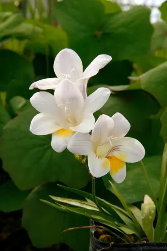 フリージアとは｜育て方がわかる植物図鑑｜みんなの趣味の園芸（NHK出版）