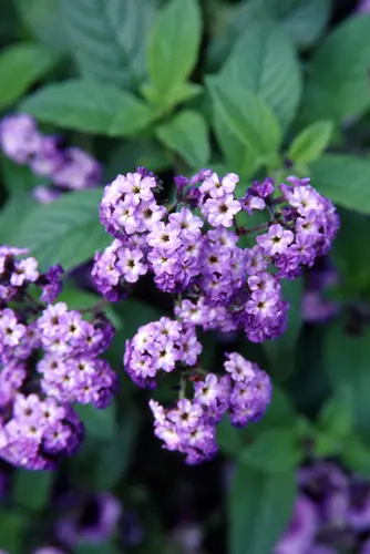 ヘリオトロープの種類（原種、品種）｜植物図鑑｜みんなの趣味の園芸