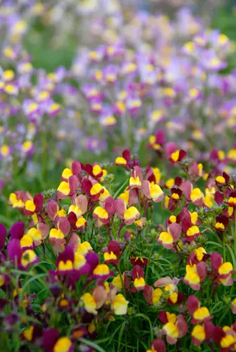 リナリアの種類（原種、品種）｜植物図鑑｜みんなの趣味の園芸（NHK出版）