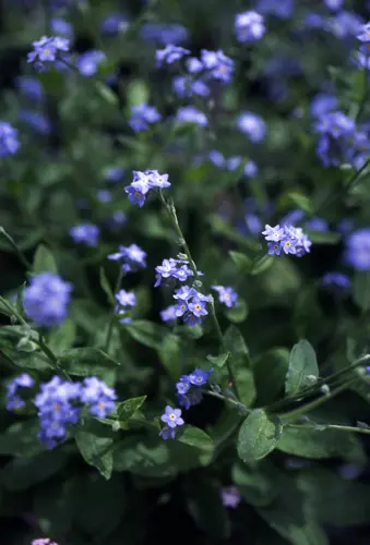 ワスレナグサの種類（原種、品種）｜植物図鑑｜みんなの趣味の園芸