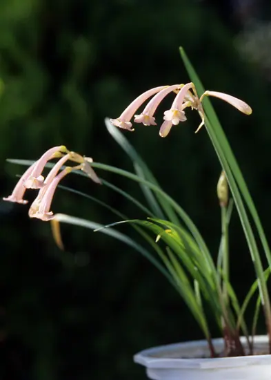 キルタンサスとは｜育て方がわかる植物図鑑｜みんなの趣味の園芸（NHK