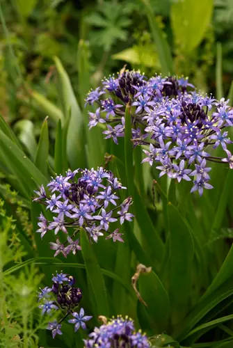 シラーの種類（原種、品種）｜植物図鑑｜みんなの趣味の園芸（NHK出版）