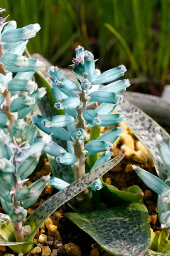 ラケナリアとは｜育て方がわかる植物図鑑｜みんなの趣味の園芸（NHK出版）