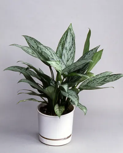 アグラオネマとは｜育て方がわかる植物図鑑｜みんなの趣味の園芸（NHK