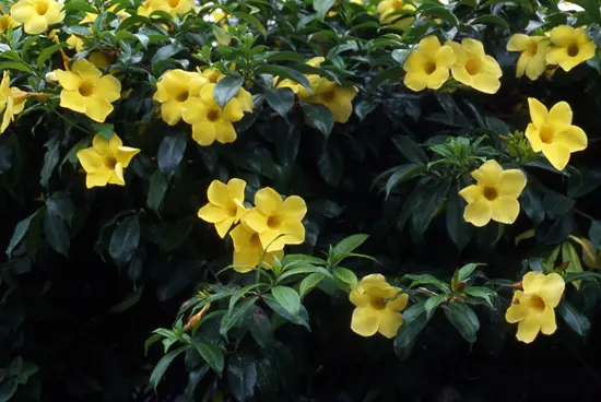 アラマンダの種類（原種、品種）｜植物図鑑｜みんなの趣味の園芸（NHK
