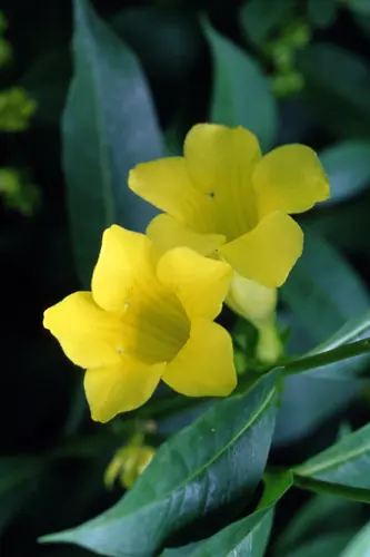 アラマンダの種類（原種、品種）｜植物図鑑｜みんなの趣味の園芸（NHK