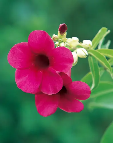 アラマンダの種類（原種、品種）｜植物図鑑｜みんなの趣味の園芸（NHK