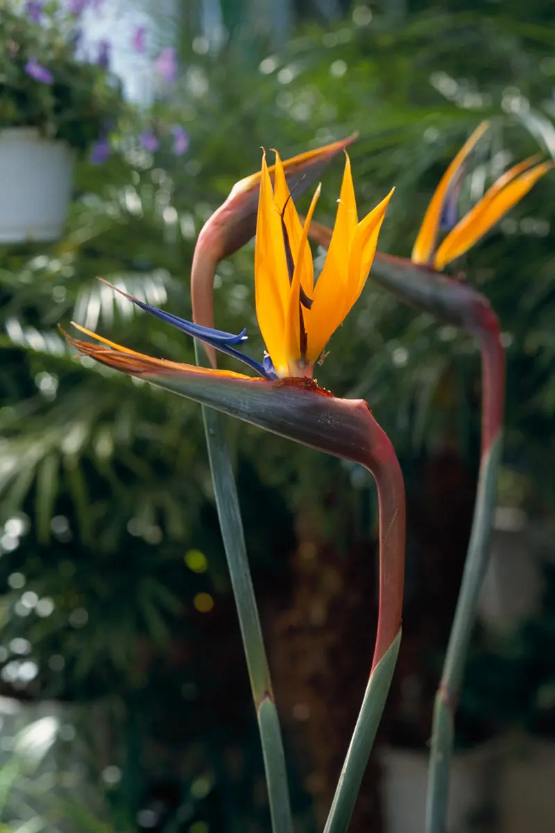 ストレリチア　ノンリーフ　黄花 ストレリチア ノンリーフ 黄花 ストレリチア ノンリーフの育て方｜植物