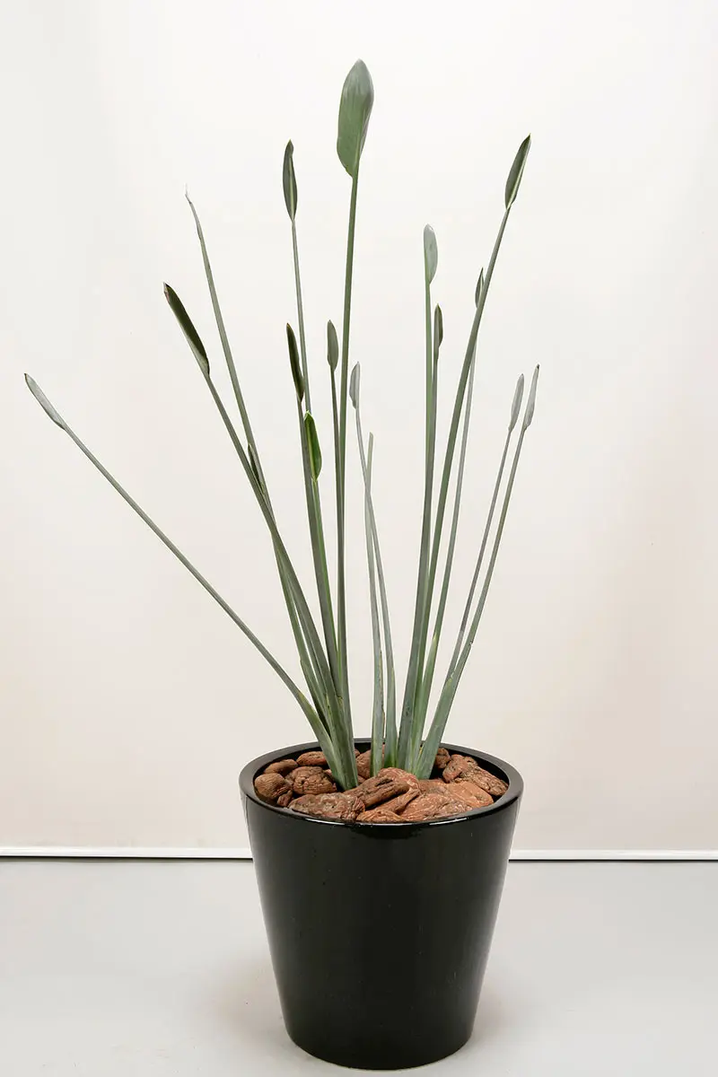 ストレリチアの種類（原種、品種）｜植物図鑑｜みんなの趣味の園芸