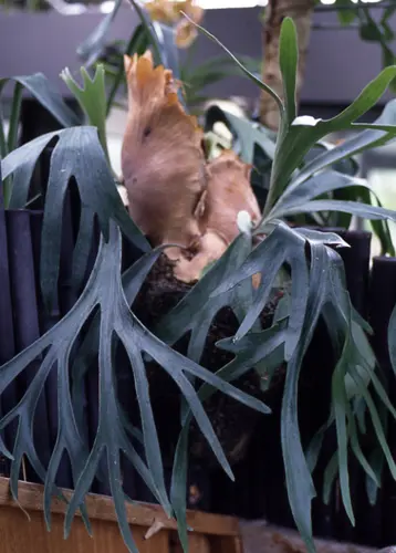 ビカクシダの種類（原種、品種）｜植物図鑑｜みんなの趣味の園芸（NHK
