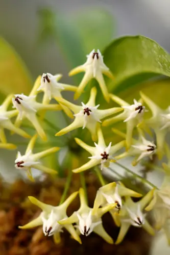 ホヤ（サクララン）の種類（原種、品種）｜植物図鑑｜みんなの趣味の