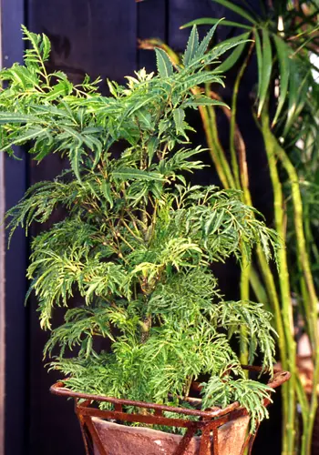 観葉植物 ポリシャス ファビアン 8号 美品 大株 極太幹 4
