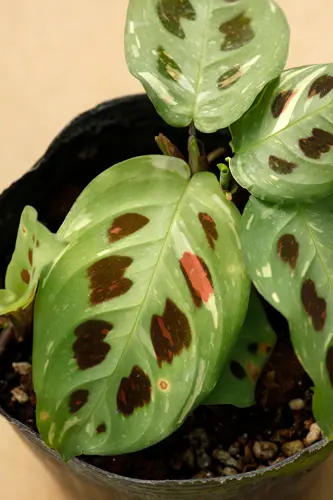 マランタの種類（原種、品種）｜植物図鑑｜みんなの趣味の園芸（NHK出版）
