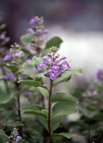 セイヨウニンジンボクとは｜育て方がわかる植物図鑑｜みんなの趣味の