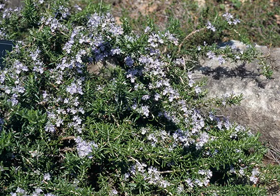 ローズマリーの種類（原種、品種）｜植物図鑑｜みんなの趣味の園芸
