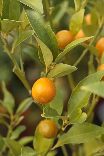 キンカン類の種類（原種、品種）｜植物図鑑｜みんなの趣味の園芸（NHK
