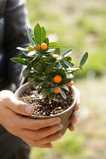 キンカン類とは｜育て方がわかる植物図鑑｜みんなの趣味の園芸（NHK出版）
