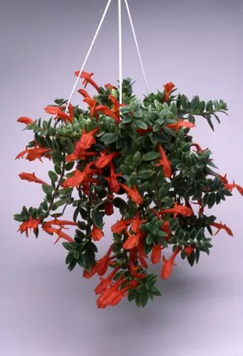 コルムネアとは｜育て方がわかる植物図鑑｜みんなの趣味の園芸（NHK出版）