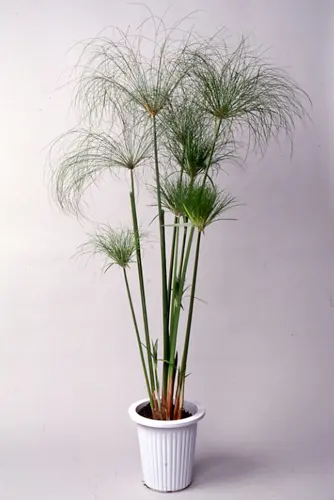 シペラスの種類（原種、品種）｜植物図鑑｜みんなの趣味の園芸（NHK出版）