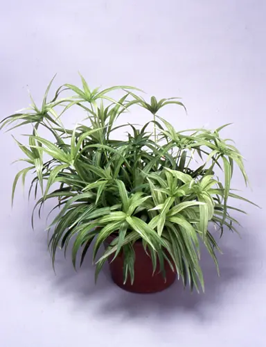 シペラスの種類（原種、品種）｜植物図鑑｜みんなの趣味の園芸（NHK出版）