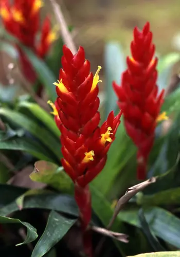 フリーセアの種類（原種、品種）｜植物図鑑｜みんなの趣味の園芸（NHK
