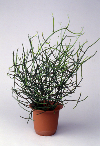 ミルクブッシュとは｜育て方がわかる植物図鑑｜みんなの趣味の園芸 