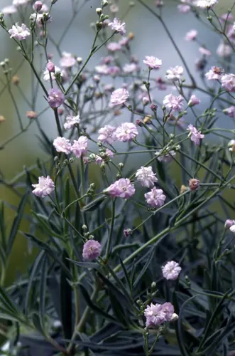 カスミソウとは・基本情報｜育て方がわかる植物図鑑｜みんなの趣味の