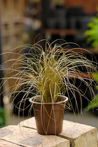 カレックスとは｜育て方がわかる植物図鑑｜みんなの趣味の園芸（NHK出版）